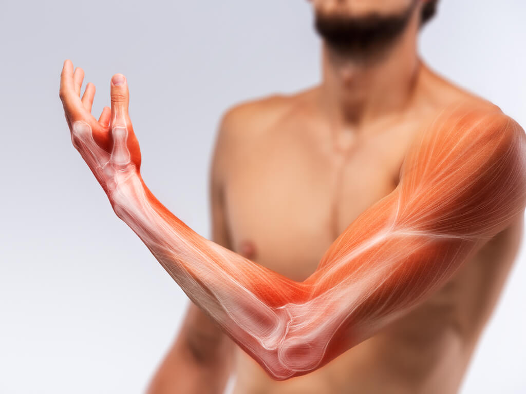 Muscle Of Human Arm in the Muscular System